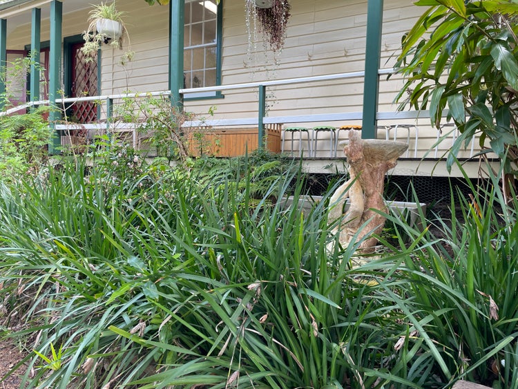 plants, bird bath and verandah