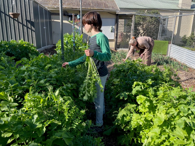 young make and adult woman in garden picking vege