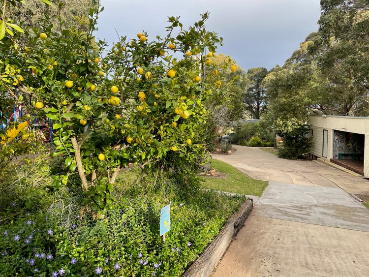 concrete pathway with lemon tree and weather shed
